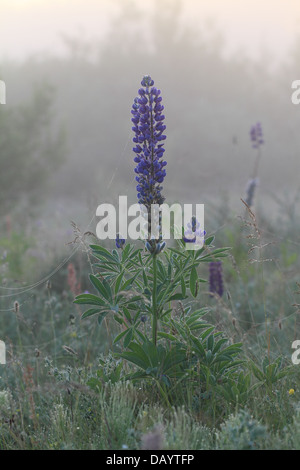 Large-leaved Lupin (Lupinus polyphyllus) - an invasive species introduced from North America to Europe Stock Photo