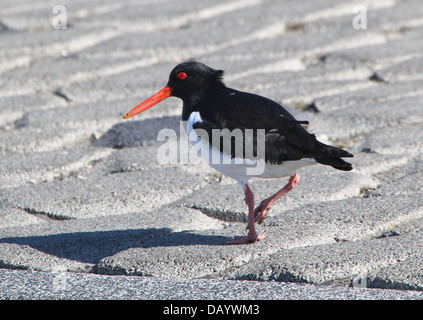 Common Pied Oystercatcher (Haematopus ostralegus) walking on pavement Stock Photo