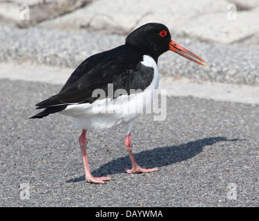 Common Pied Oystercatcher (Haematopus ostralegus) walking on pavement Stock Photo