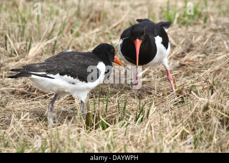 Juvenile Common Pied Oystercatcher (Haematopus ostralegus) foraging together with parent Stock Photo