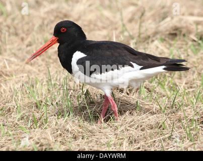 Mature Common Pied Oystercatcher (Haematopus ostralegus) foraging together with fledgling son (over 30 images in series) Stock Photo