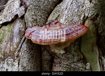Beeswax Bracket Fungus, Ganoderma pfeifferi, Ganodermataceae, Syn. Ganoderma cupreolaccatum. Stock Photo