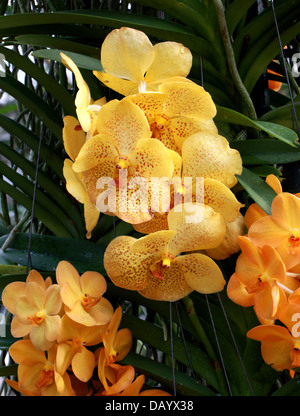 Yellow Moth Orchid Hybrids, Phalaenopsis sp. , Orchidaceae. Originally from Asia. Stock Photo
