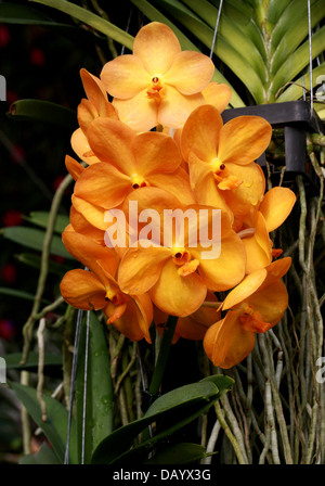 Ascda Suksamran Sunlight 'Sweet Orange', Orange Vanda Hybrid Orchid, Vandeae, Orchidaceae. Thailand. Vanda Orange Magic.