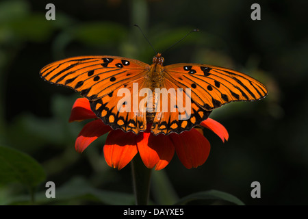 Gulf Fritillary Butterfly Stock Photo