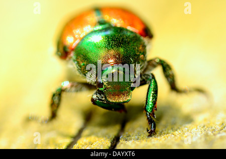A Japanese Beetle perched on a wooden plank. Stock Photo