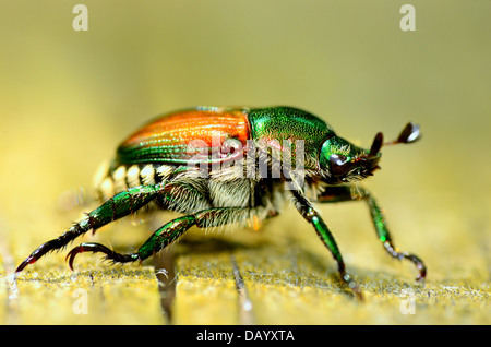 A Japanese Beetle perched on a wooden plank. Stock Photo