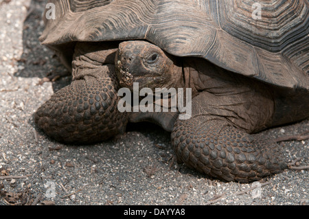 Stock photo of a wild uvenile Galapagos giant tortoise on Isabela Island. Stock Photo