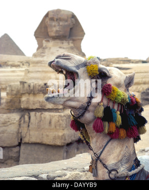 A decorated camel bellows loudly while waiting for tourists who are led on brief rides in the desert at the Great Sphinx in Giza near Cairo, Egypt. Stock Photo