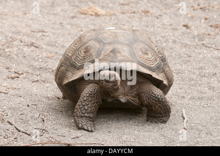 Stock photo of a wild uvenile Galapagos giant tortoise on Isabela Island. Stock Photo