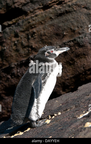 Stock photo of a galapagos penguin on Isabela Island. Stock Photo