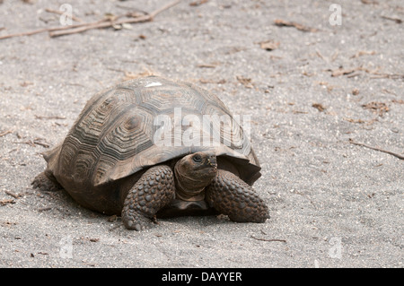 Stock photo of a wild uvenile Galapagos giant tortoise on Isabela Island. Stock Photo