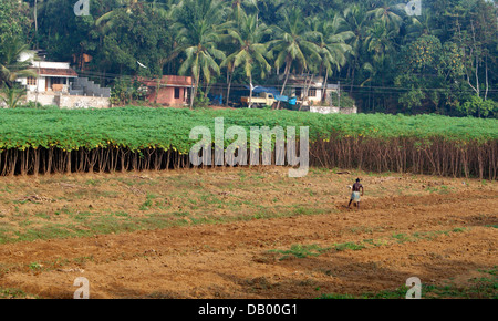 Farmer Farming in the Middle of Tapioca Cassava (Maracheeni) Field in Kerala India Stock Photo