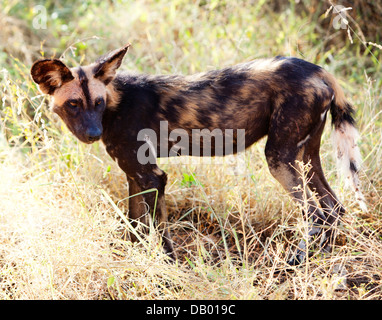 Wild Dog also known as Cape Hunting Dog (Lycaon pictus) in Tsavo West National Park. Stock Photo