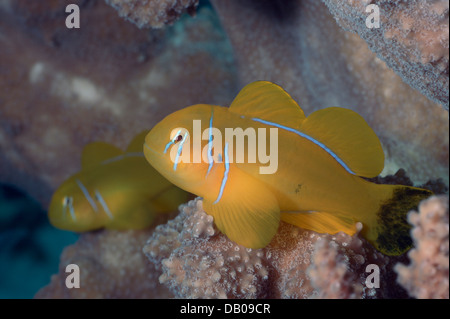 Lemon goby with black tail and a baby lemon goby sits on the hard Acropora coral. Stock Photo