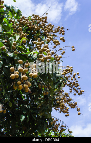 Tropical fruits longan on the tree Stock Photo