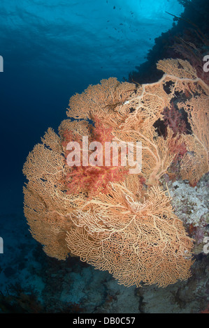 Soft corals create amazing formations in waters of Red Sea. They are most colorful underwater creatures. Stock Photo