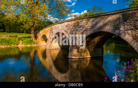 Flowers along Antietam Creek and Burnside Bridge, at Antietam National Battlefield, Maryland. Stock Photo