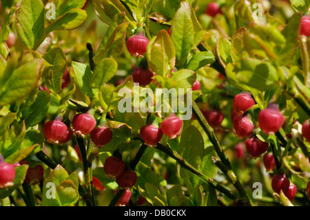 Bilberry - Vaccinium myrtillus Also known as Blaeberry or Whortleberry Stock Photo