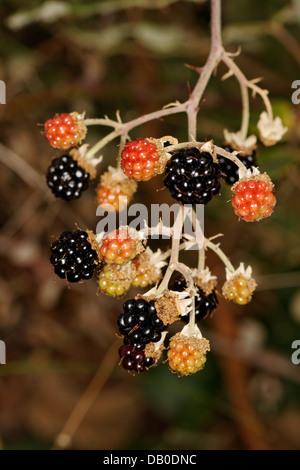 Blackberries, Rubus fruticosus, Spain. Stock Photo