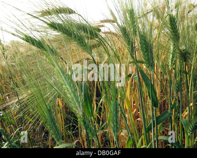 Field of wheat grain , nearly ready for harvest in Grappenhall, Cheshire, NW England, UK - for food, brewing, feed & other purposes Stock Photo