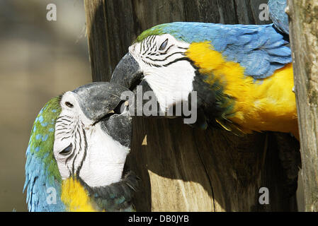 (dpa file) The undated picture shows two young blue-and-yellow macaws billing. Photo: Ronald Wittek Stock Photo