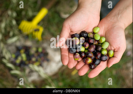 Group of fresh olives in male hands Stock Photo