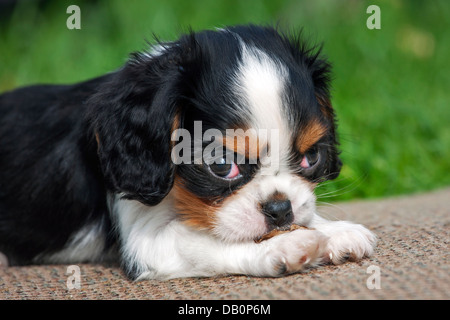 Cute Cavalier King Charles Spaniel pup lying in garden Stock Photo