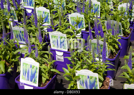 Pots of lavender plants on sale at Norfolk Lavender Heacham Norfolk England Stock Photo