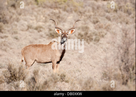 Greater kudu (Tragelaphus strepsiceros), Karroo National Park, Beaufort West, South Africa Stock Photo