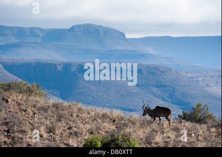 Greater kudu (Tragelaphus strepsiceros), Karroo National Park, Beaufort West, South Africa Stock Photo