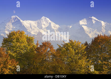 The photo depicts the snow covered Alpine summits (L-R) Eiger (L), Moench ('Monk') (C), Jungfrau ('Virgin') (R) behind autumnally coloured tree tops in the Bernese Oberland, Switzerland, October 2006. Photo: Ronald Wittek Stock Photo