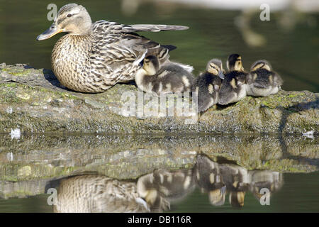 (dpa file) The undated picture shows a mallard duck (lat.: Anas platyrhychos) taking its fledglings for a swim somewhere in Germany. Photo: Ronald Wittek Stock Photo