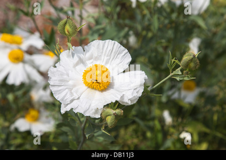 Californian tree poppy (or Coulter's Matilija poppy) - Romneya coulteri Stock Photo