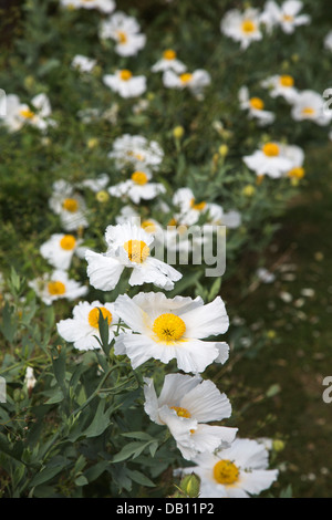 Californian tree poppy (or Coulter's Matilija poppy) - Romneya coulteri - growing at The Vyne, Basingstoke, Hampshire, England Stock Photo