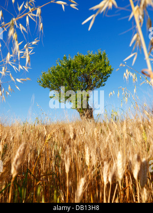 Almond tree, Provence - France Stock Photo