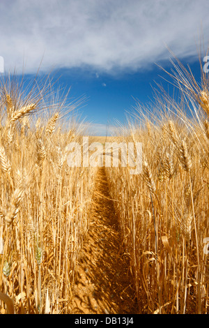 Wheat field, France - Provence Stock Photo