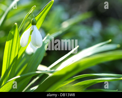 Snowdrop on the green background. Beautiful spring composition Stock Photo