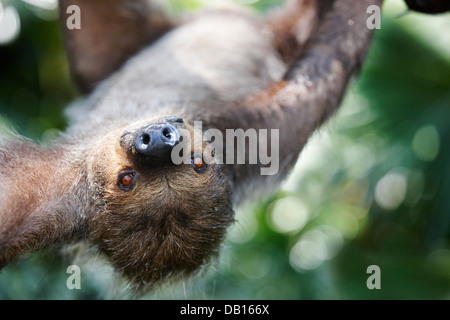  two toed sloth at Singapore Zoo Choloepus didactylus Stock 