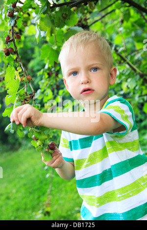 little boy eating currant berries in the backyard Stock Photo