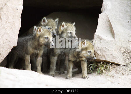 The undated picture shows five eager wolf pups (lat.: Canis lupus) assembled at the mouth of a cave at an unidentified wildlife park in Germany. Photo: Ronald Wittek Stock Photo