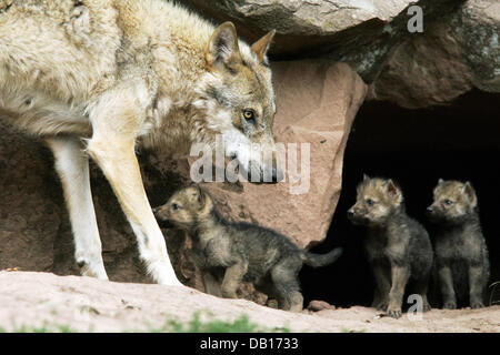 The undated picture shows a mother wolf (lat.: Canis lupus) observing her pups at the mouth of a cave at an unidentified wildlife park in Germany. Photo: Ronald Wittek Stock Photo