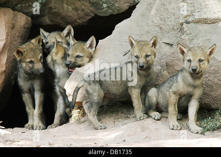 The undated picture shows eager wolf pups (lat.: Canis lupus) assembled at the mouth of a cave at an unidentified wildlife park in Germany. Photo: Ronald Wittek Stock Photo