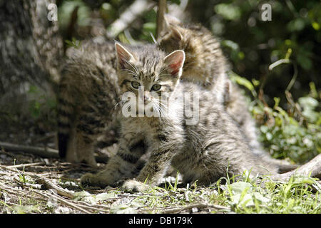 The undated picture shows two young European Wildcats (lat.: Felis silvestris) in an unidentified national park in Germany. Photo: Ronald Wittek Stock Photo