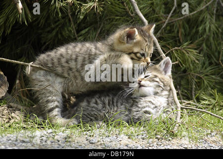 The undated picture shows two young European Wildcats (lat.: Felis silvestris) in an unidentified national park in Germany. Photo: Ronald Wittek Stock Photo