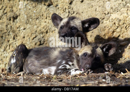 The undated picture shows two young African wild dogs (lat.: Lycaon pictus) in the zoo in Basel, Switzerland. Photo: Ronald Wittek Stock Photo