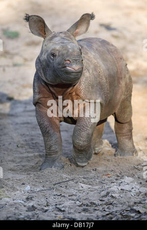 The undated picture shows a three-week-old Indian Rhinoceros (lat.: Rhinocerus unicornis) calf at an unidentified enclosure in Germany. Photo: Ronald Wittek Stock Photo