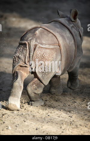 The undated picture shows a three-week-old Indian Rhinoceros (lat.: Rhinocerus unicornis) calf at an unidentified enclosure in Germany. Photo: Ronald Wittek Stock Photo