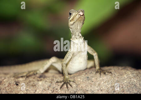 (dpa file) The undated file picture shows a curious Weber's sailfin lizard (lat.: Hydrosaurus weberi) in Germany. Photo: Roland Wittek Stock Photo