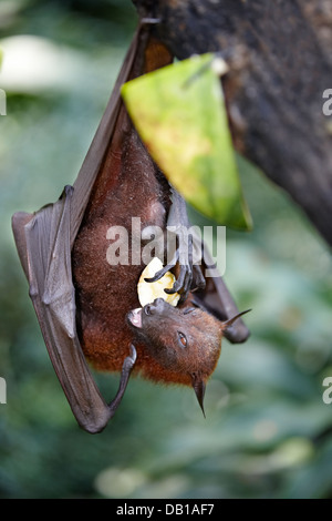 Malayan flying fox, or fruit bat, eating in Singapore Zoo. Scientific name: Pteropus vampyrus. Stock Photo